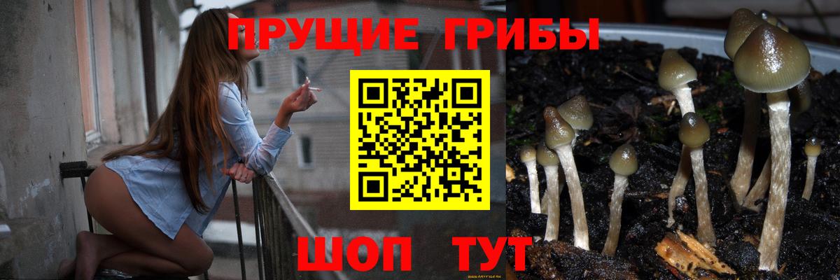 Галлюциногенные грибы Psilocybe Соликамск